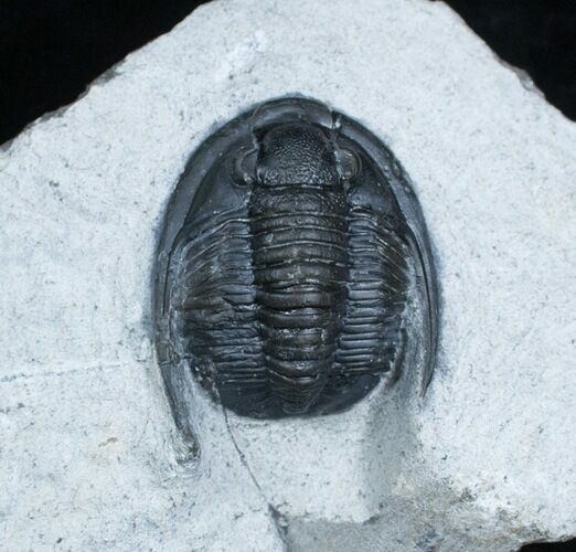 Large Cornuproetus Cornutus Trilobite #3960